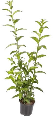 Galan de Noche NATURAL la Solución Perfecta para Iluminar y Embellecer tu Jardín Durante las Noches