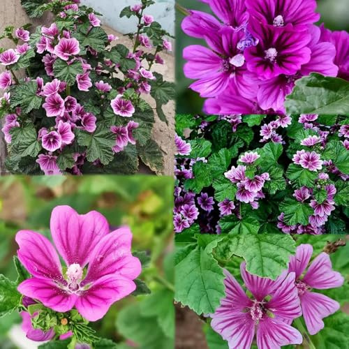 semillas de malva perenne resistente del balcon semillas verano, de decoracion jardín 300pcs