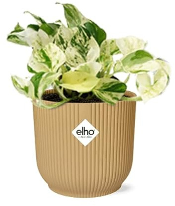 Efeutute – Epipremnum Pinnatum Happy Leaf – pflegeleichte Zimmerpflanze – luftreinigend – dekorativer Topf Vibes Fold 14cm Gelb