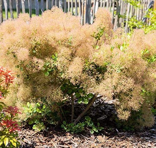Perückenstrauch Cotinus coggygria Golden Spirit 60 cm winterhart | Leuchtend gelbes Laub, dekorative Blütenwolken, sonniger Standort, ideal für Beet und Garten, robust