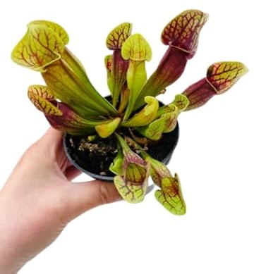 Sarracenia Leucophylla: Increíble Adición de Jardín - Planta Carnívora en Vivo