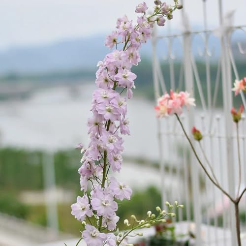 rittersporn, delphinium winterharte kübelpflanzen balkon bodendecker winterhart mehrjährig blumenwiese wildblumen balkonblumen 50samen