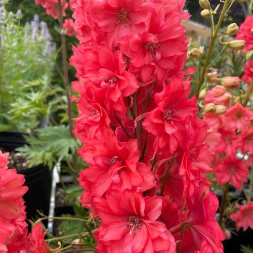 semi di speronella, resistenti perenni esotiche, giardino balcone esterno 150pcs