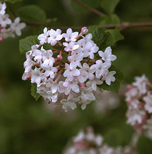 koreanischer Duft-Schneeball Juddii 40-60cm - Viburnum juddii - lebende Gartenpflanze aus den Baumschulen
