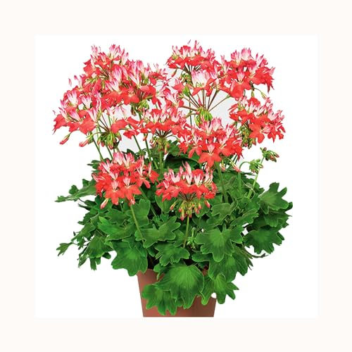 Geranium Fireworks Red and White- 6 Starter Plants -Geraniums .Fantastic for Hanging Baskets, Plug Plants. Glam up Your Garden. Summer is here!
