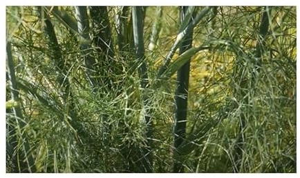 Pcs - 30x Herbe Aneth Palla Compatto Anethum Graveolens Jardin Plantes - Graines KS249 - Seeds & Plants Shop by Ipsa