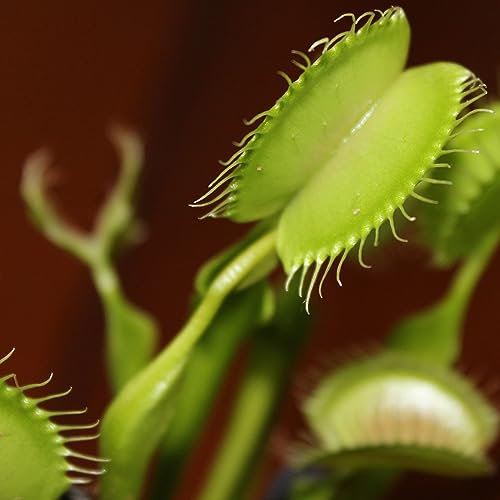 Venus Flytrap Seeds - All Green Mixed Species Dionaea Muscipula Carnivorous 5 Seeds