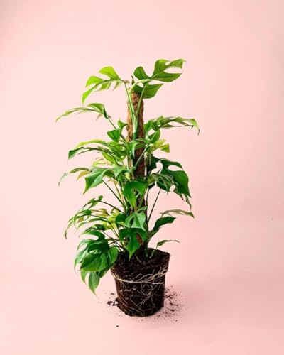 PUR PLANT Monstera Minima (Rhaphidophora tetrasperma) | Planta natural de interior | Maceta de Ø19 cm | Compacta, purificadora y fácil de cuidar