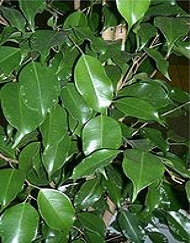 seedsown 10 Samen der Ficus benjamina Weeping Feigenbaumsamen Fruiting ABB Bonsai