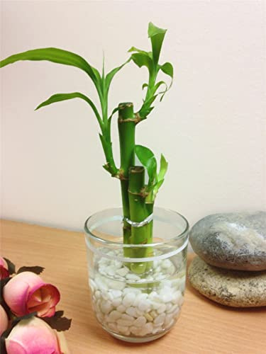 Lucky Bamboo Ribbon Plant 3 Stalks with White Theme Vase and Gravel Stone