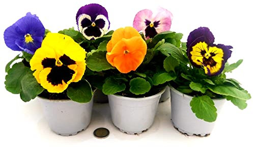 POWERS TO FLOWERS - VIOLE DEL PENSIERO, VIOLA PANSE', VIOLA A FIORE GRAND VASO 10,5 DIAMETRO, SET 6 PIANTE, piante vere