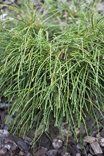 Thuja plicata 'Whipcord' 40 cm Stammhöhe – Immergrün, Winterhart, Pflegeleicht – Lebensbaum – Kübelpflanze für Terrasse & Garten