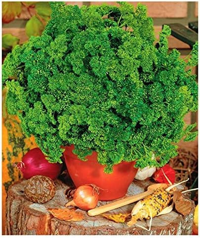 Lot de 200 Graines de Persil - Nain Frisé - Mousse 2 Aromatique Potager