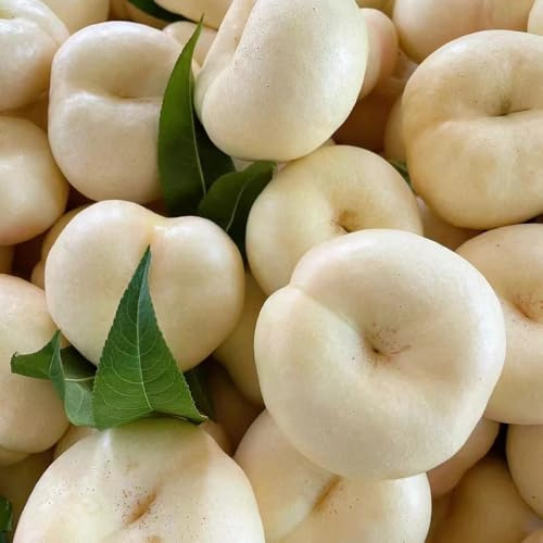 10 pezzi Semi di balcone di melocotone - nettarina resistente, semi biologici, bonsái colonnari bonsái interno