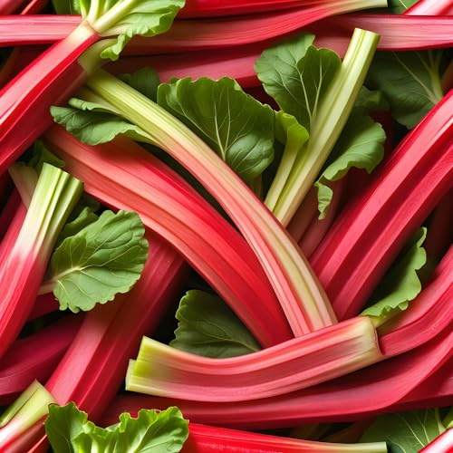 PlantiCo Rhabarber 0,5g Samen Rheum rhabarbarum - Rhabarbersamen Robuste Gemüsesamen Gemüse Samen Anzucht Saatgut Gewächshaus Garten Gemüsegarten
