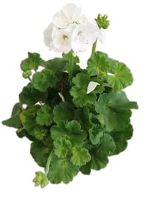 Geranio Blanco Natural DECOALIVE – Planta Viva en Maceta – Floración Abundante y Aroma Delicado