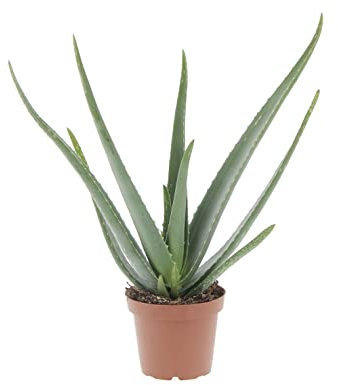 KENTIS - Aloe Vera - Piante Vere da Esterno da Giardino da Balcone - Pianta Grassa Succulenta - H 30-40 cm Vaso 14 cm