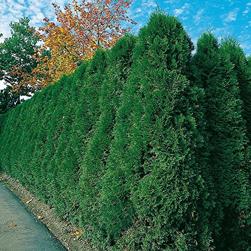Thuja Smaragd Occidentalis - Lebensbaum winterhart & pflegeleicht - Thujen-Hecke als Sichtschutz - Heckenpflanze 80-100 cm - 1 Pflanze im Container von Garten Schlüter - Pflanzen in Top Qualität