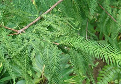 2016 vendere VENDITA DIRETTA Nessuno Sementes 20 Pz giardino domestico di DIY piantare semi Cipresso calvo, Taxodium distichum Albero