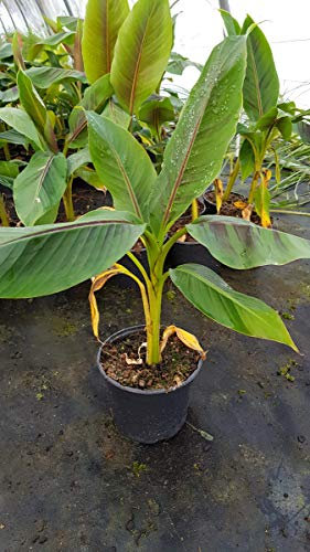 Musa sikkimensis 'Red Tiger' / Bananier du Sikkim/Conteneur de 2 à 2.9 litres