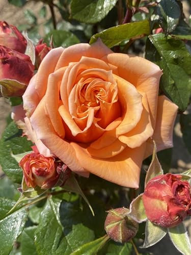‘Gloria’ Apricot Orange Floribunda Rose - 4L Potted – Lovely Gift Idea