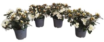 Azaleas Blancas DECOALIVE Pack de 4 Plantas Naturales con Flores Blancas
