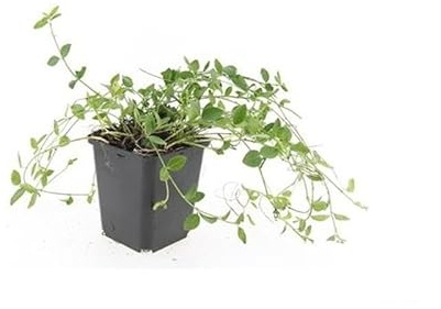 Exotenherz Bodendecker - Kleinblättriges Immergrün - Vinca minor 'Gertrude Jekyll' - 9cm Topf - Set mit 20 Pflanzen