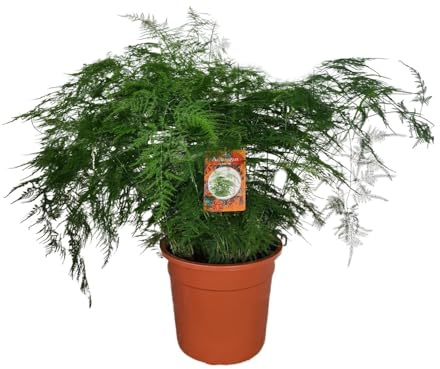 Asparagus Setaceus - 60-70cm - Ø27cm - Plante d'intérieur - Vert persistant