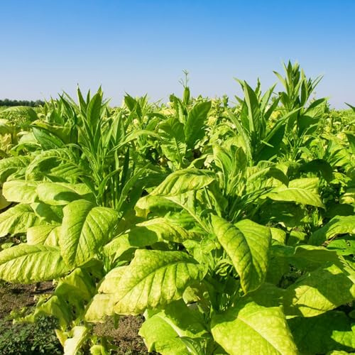 semi di tabacco varietà antiche balcone giardino resistenti al freddo selvatici sul 400pcs