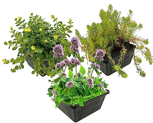 vdvelde.com - Insektenfreundliche Teichpflanzen - - Kiefernkraut, Aarveder-Kraut, Wasserminze - 12 Pflanzen - Platzierung: -1 bis -20cm