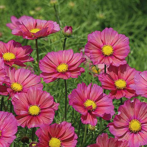 Cosmos Flower Seeds, Long Flowering Summer Annuals, Bright Flowers, Easy to Grow, Gardens & Outdoors, 1 x Packet Cosmos Xsenia Seeds (30 Seeds) by Thompson & Morgan