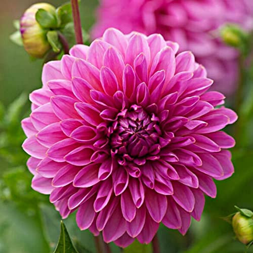 1 x Dahlia Decorative Lucky Number – Soft Subtle Pink Blooms – Summer Flowering Bulb – Perennials – for Your Beautiful Garden