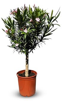 Sunny Tree - Pflanze - Oleander auf Stamm - Nerium Oleander - Höhe 140-160 cm - Farbe Rosa - Pflanze für draußen - Immergrün im Winter - Mediterrane Pflanze