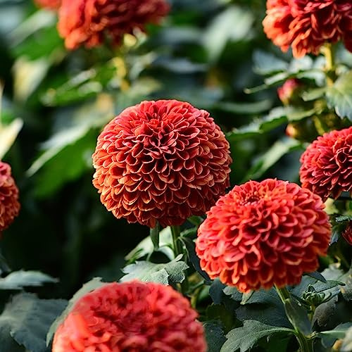 dahlien - wildkräuter blumendeko deko büro pflanztopf pflanzenkübel winterharte kübelpflanzen gartenpflanze dachbegrünung kräutergarten hochbeete für garten hochbeett dahlia 5zwiebeln