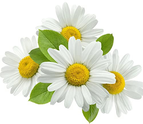 Herb Plants, Flowering Chamomile, 3 x Full Plants in 9cm Pots, Chamomile, Indoor or Outdoor, Garden Ready and Ready to Plant, Premium Quality Herbs