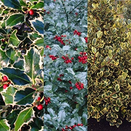 Carbeth Plants 2 x Ilex Holly Plants - Live Evergreen Shrubs - Hardy Spiky Leaf Holly Bushes for Garden Hedging, Screening & Winter Interest