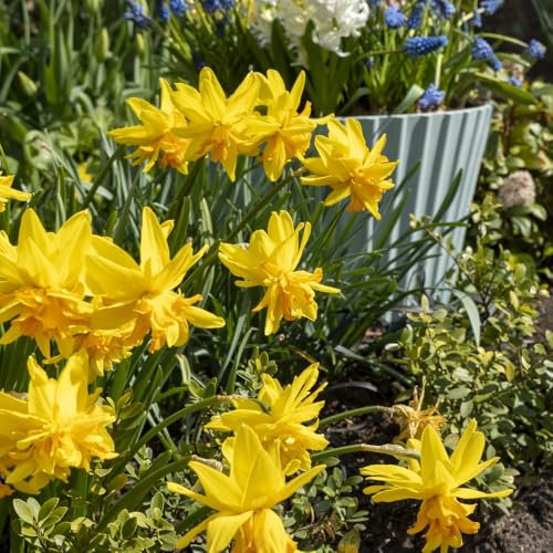 Narcissus 'Rip Van Winkle' - Dwarf Daffodil Bulbs with Glittering Star-Like Flowers for Stunning Spring Gardens - 50 Bulbs by Thompson & Morgan