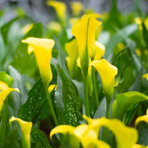 5 piezas bulbos de cala resistentes - resistentes al jardín, perennes, perennes, los bulbos de son, jardín