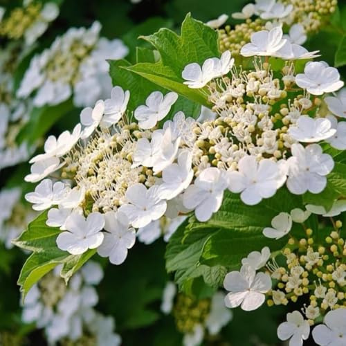 Semi di palla di neve, semi di Viburno dilatato, arbusti a crescita rapida da esterno resistenti resistenti per il giardino giardino di arbusti decorazione 50pcs