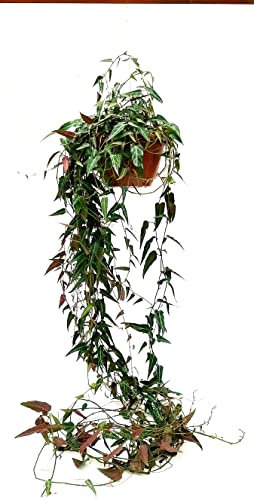 POWERS TO FLOWERS - CISSUS, PARTHENOCISSUS AMAZZONICA XXL, CON STRASCICO 120/130CM pianta vera