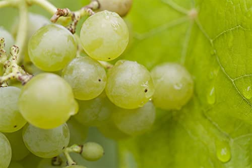 Vitis vinifera 'Romulus' 80-100 cm – Winterhart, Mehrjährig, Pflegeleicht – Weinrebe – Kletterpflanze für Pergola & Rankhilfe