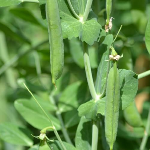 PREMIER SEEDS DIRECT - Pea Seeds - Ambassador - 250 Seeds
