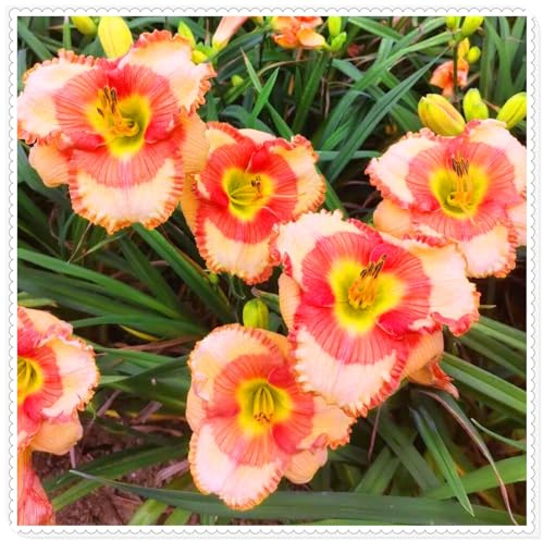 Emerocallide. Perenni resistenti per un giardino colorato, Bulbi perenni resistenti-5bulbi-A