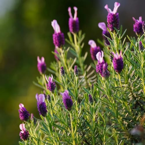 lavendel bio, winterhart, garten mehrjährig bodendecker, kaufen hochbeet, 800samen