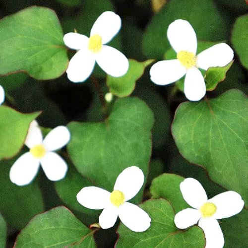 Houttuynia cordata, nachhaltige produkte kräutergarten geschenk kräuterpflanzen küchenkräuter balkonpflanzen exotische bodendecker kräutersamen geschenke für 500Samen