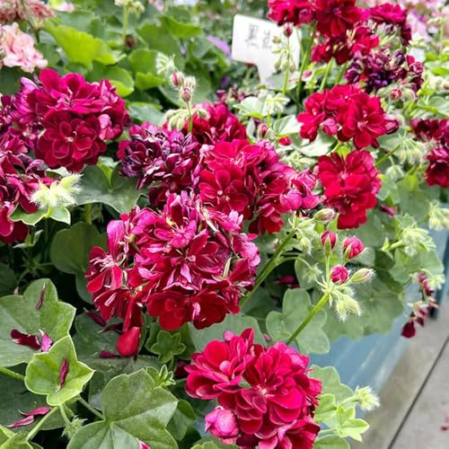 Semi di geranio - rampicante rara decorazioni da giardino per esterni in vaso da appartamento esotiche recisi balcone giardino di serre balcone 220pcs