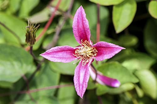Clematis texensis 'Duchess of Albany' 60–100 cm – Winterhart, Mehrjährig, Pflegeleicht – Waldrebe – Kletterpflanze für Pergola & Rankhilfe