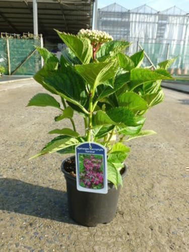 Hydrangea macr. 'Kardinal' - Hortensia 'Cardinal' 25-30 cm en pot