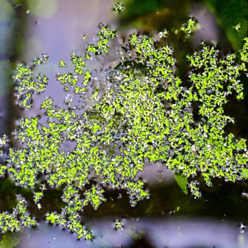 Semillas de lenteja de agua - orgánico regalos para jardineros variedades antiguas exótico acuario jardín estanque verdes Regalos para los amantes la 300pcs