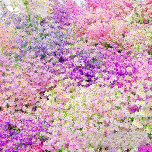 Angel Wings Dr Badger S Hybrids Mixed - 1000 Seeds - Schizanthus wisetonensis